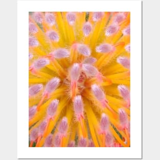 Pink and Orange Pincushion Proteaceae Posters and Art